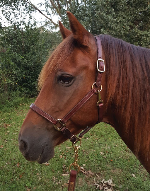 Perri's Leather Halters and Leads - Jeffers - Horse Supplies > Horse Tack > Horse Halters