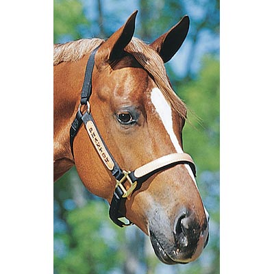 Personalized Nylon Halter, Standard (800 - 1100 lb) by Supreme Western - Jeffers - Horse Supplies > Horse Tack > Horse Halters