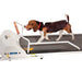 PetRun Small Medium Breed Treadmill (PR720F) - Jeffers - Animal & Pet Supplies > Pet Training Aids