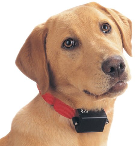 PetSafe Bark Control Collar - Jeffers - Animal & Pet Supplies > Pet Muzzles