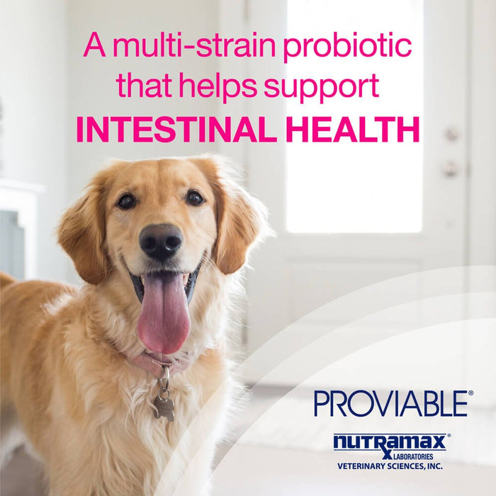 Proviable - KP/DC Kit for Medium and Large Dogs, 30 mL Paste/10 Capsules - Jeffers - Animal Health & Wellness > Vitamins & Supplements