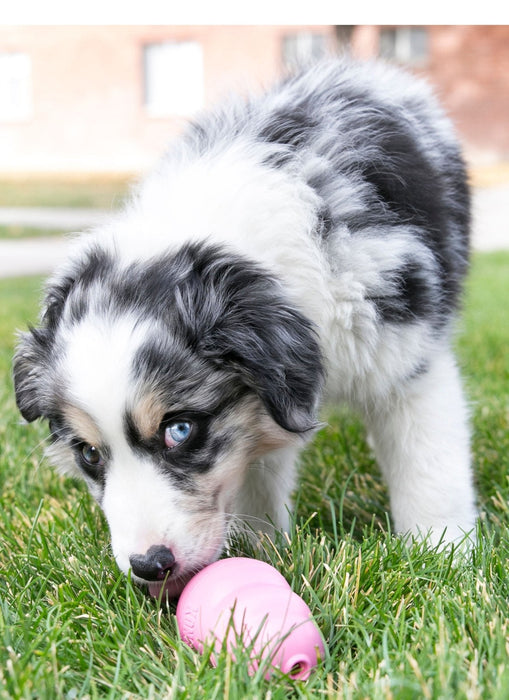 Puppy KONG - Jeffers - Dog Supplies > Dog Toys