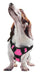 Quest Multi - Purpose Harness, Large - Jeffers - Dog Supplies > Dog Apparel > Dog Collars, Harnesses, & Leashes