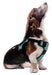 Quest Multi - Purpose Harness, Large - Jeffers - Dog Supplies > Dog Apparel > Dog Collars, Harnesses, & Leashes