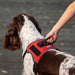 Quest Multi - Purpose Harness, Small - Jeffers - Dog Supplies > Dog Apparel > Dog Collars, Harnesses, & Leashes