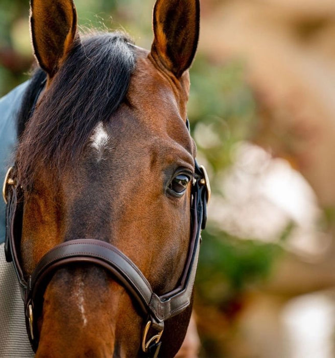 Rambo Micklem Leather Horse Halter - Jeffers - Horse Supplies > Horse Tack > Horse Halters