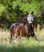 Rambo Plus Fly Mask, Oatmeal/Black - Jeffers - Horse Supplies > Horse Fly Masks