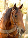 Rawhide Braided Slip Ear Headstall - Jeffers - Horse Supplies > Horse Tack > Bridles & Headstalls