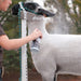 Sheep and Goat Conditioning Spray 12.5 oz - Jeffers - Animal Health & Wellness > Skin & Coat Care