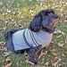 Shimmer Stripes Dog Sweater - Jeffers - Dog Supplies > Dog Apparel