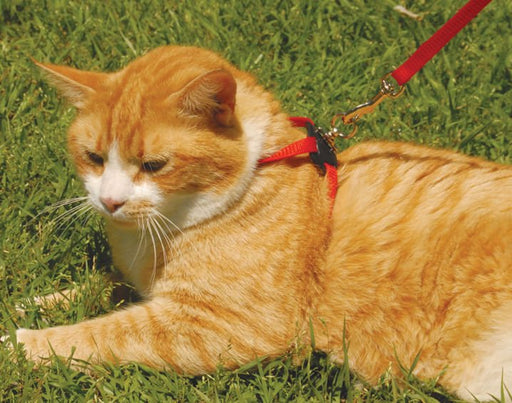 Size Right! Adjustable Cat Harness - Jeffers - Cat Supplies > Cat Apparel > Cat Collars, Harnesses, & Leashes