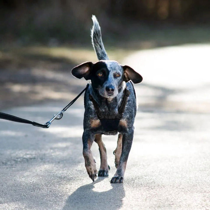 Sporn Non - Pulling Mesh Harness, Small - Jeffers - Dog Supplies > Dog Apparel > Dog Collars, Harnesses, & Leashes