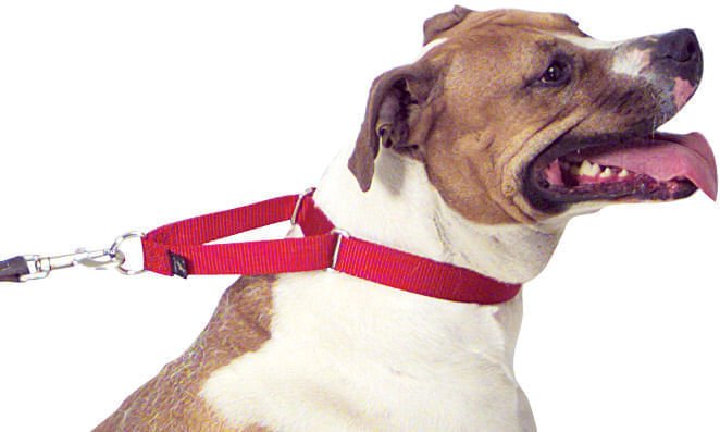 The Premier Collar, 1' x 10' - 16' - Jeffers - Dog Supplies > Dog Apparel > Dog Collars, Harnesses, & Leashes