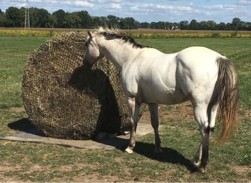 Tough 1 Round Bale Slow Feed 2x2 Hay Net for Horses - Jeffers - Farm & Ranch Supplies > Livestock Feeders & Waterers