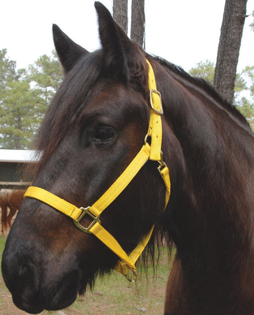 Triple E Nylon Draft Halter, medium (1600 - 2000 lb) - Jeffers - Horse Supplies > Horse Tack > Horse Halters