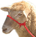 Troyer's Braided Poly Sheep Halter - Jeffers - Sheep Supplies > Sheep Supplies