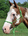 Twisted Poly Rope Halter - Jeffers - Horse Supplies > Horse Tack > Horse Halters