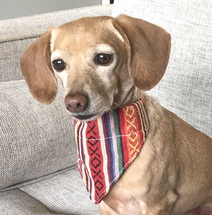 Walking Palm Dog Bandana - Jeffers - Dog Supplies > Dog Apparel