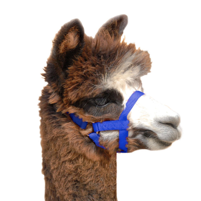 Weaver Leather Nylon Alpaca Halter, Average - Jeffers - Animal & Pet Supplies > Animal & Pet Supplies