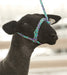 Weaver Leather Sheep & Goat Poly Rope Halter - Jeffers - Sheep Supplies > Sheep Supplies