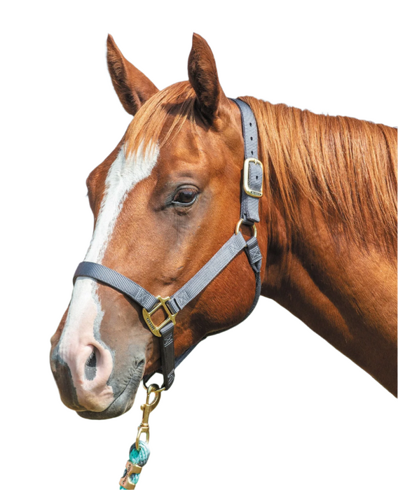 Weaver Original Nylon Horse Halter