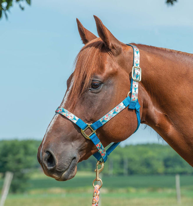 Weaver Nylon Overlay Halter - Compass Large 